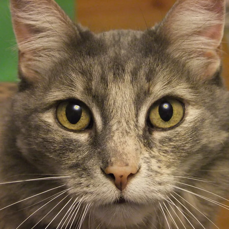 Gato atigrado