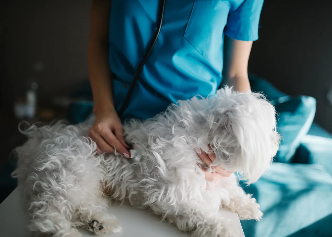 Veterinaria revisando a un perro pequeño con el estetoscopio