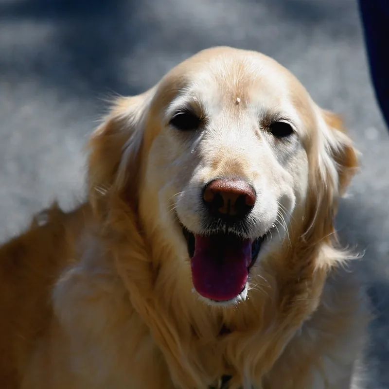 Perro golden retriever